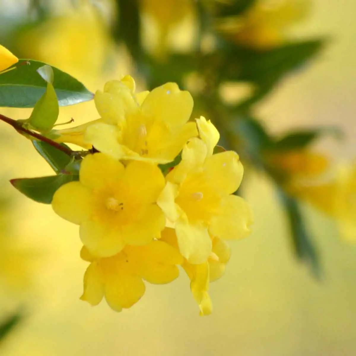 fiori di san giuseppe gialli - Quando Fiorisce il Gelsomino giallo
