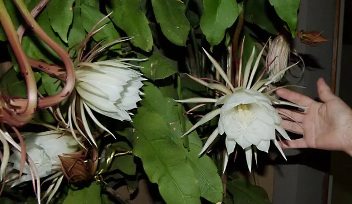 epiphyllum non fiorisce - Quando fiorisce la Epiphyllum