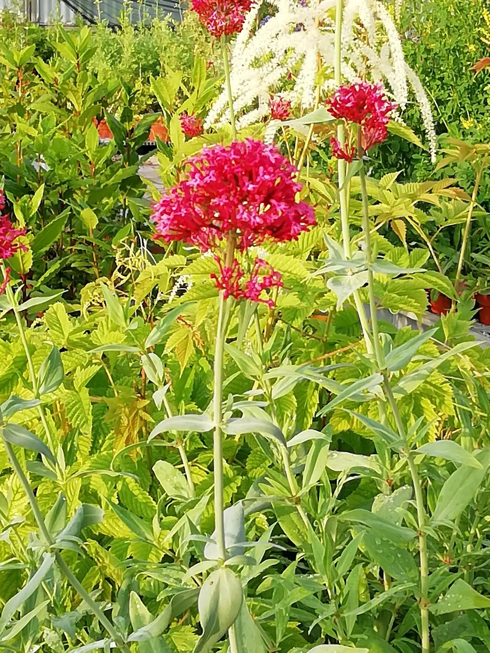 valeriana fiore - Quando fiorisce la valeriana rossa