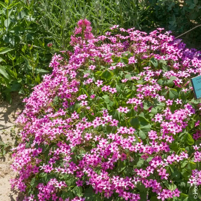 trifoglio con fiore rosa - Quando fiorisce Oxalis