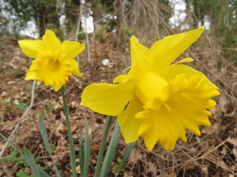 tromboni fiori - Quando fiorisce trombone