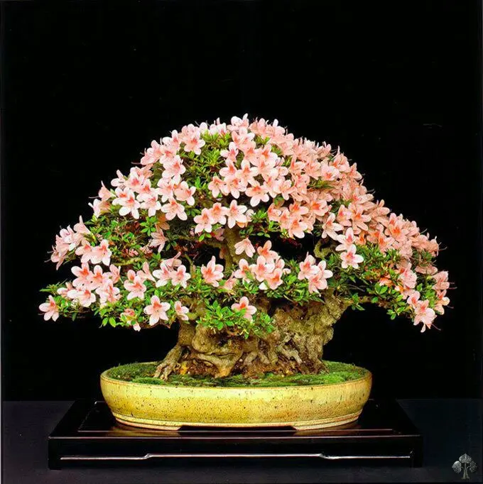 bonsai fioriti - Quando fioriscono i Bonsai
