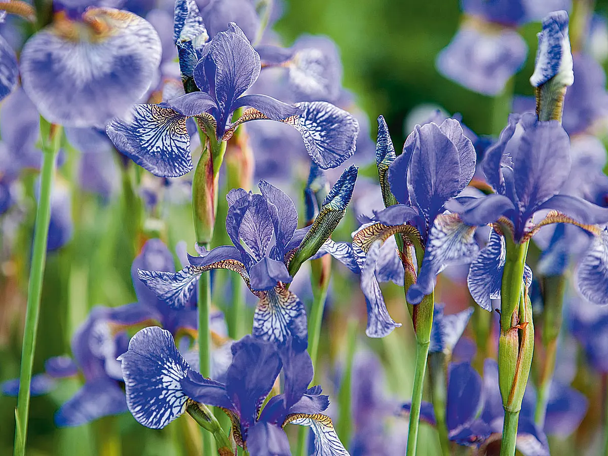 iris quando fiorisce - Quando fioriscono i bulbi di iris