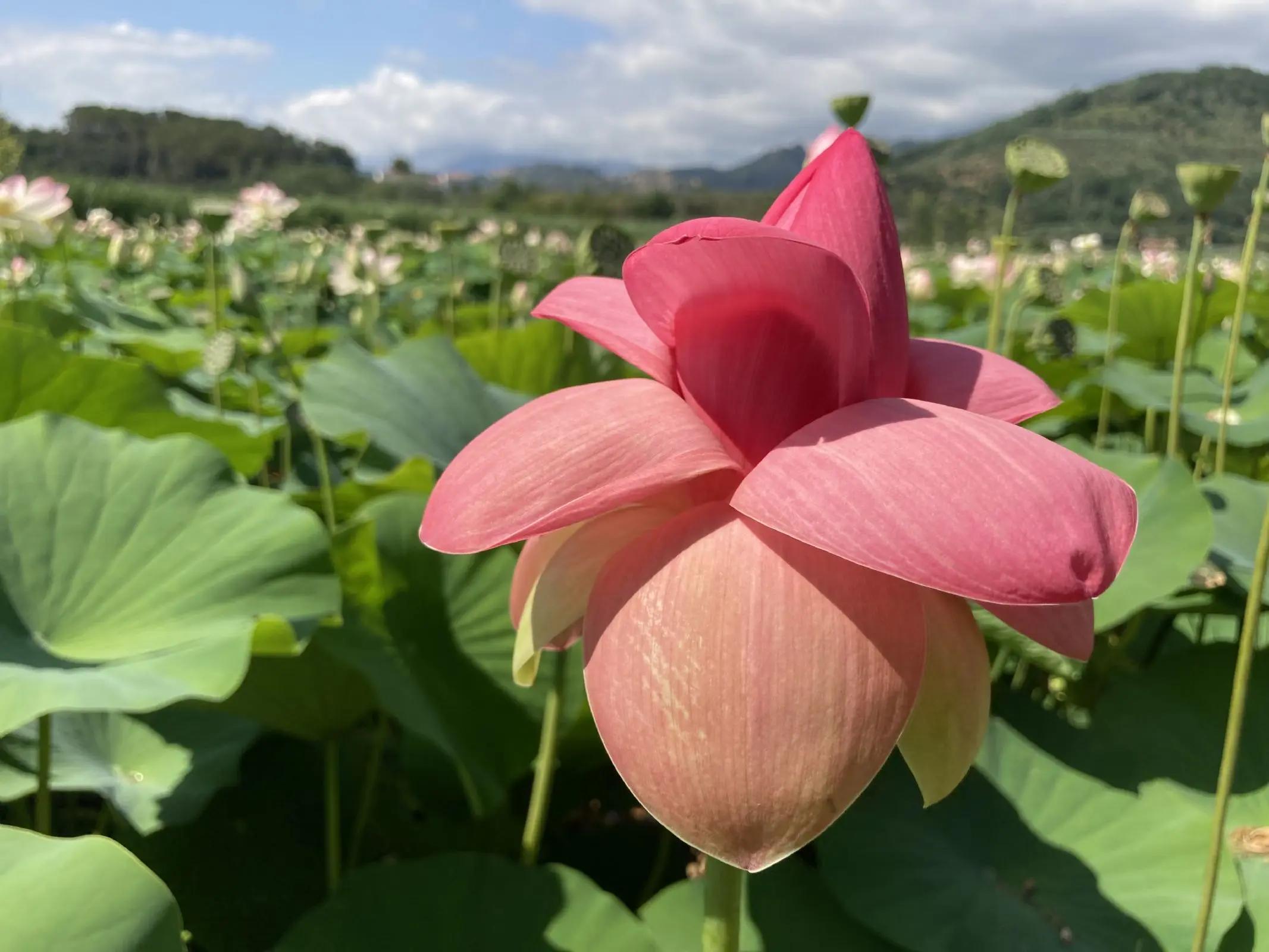 fior di loto massarosa - Quando fioriscono i fiori di loto a Massarosa