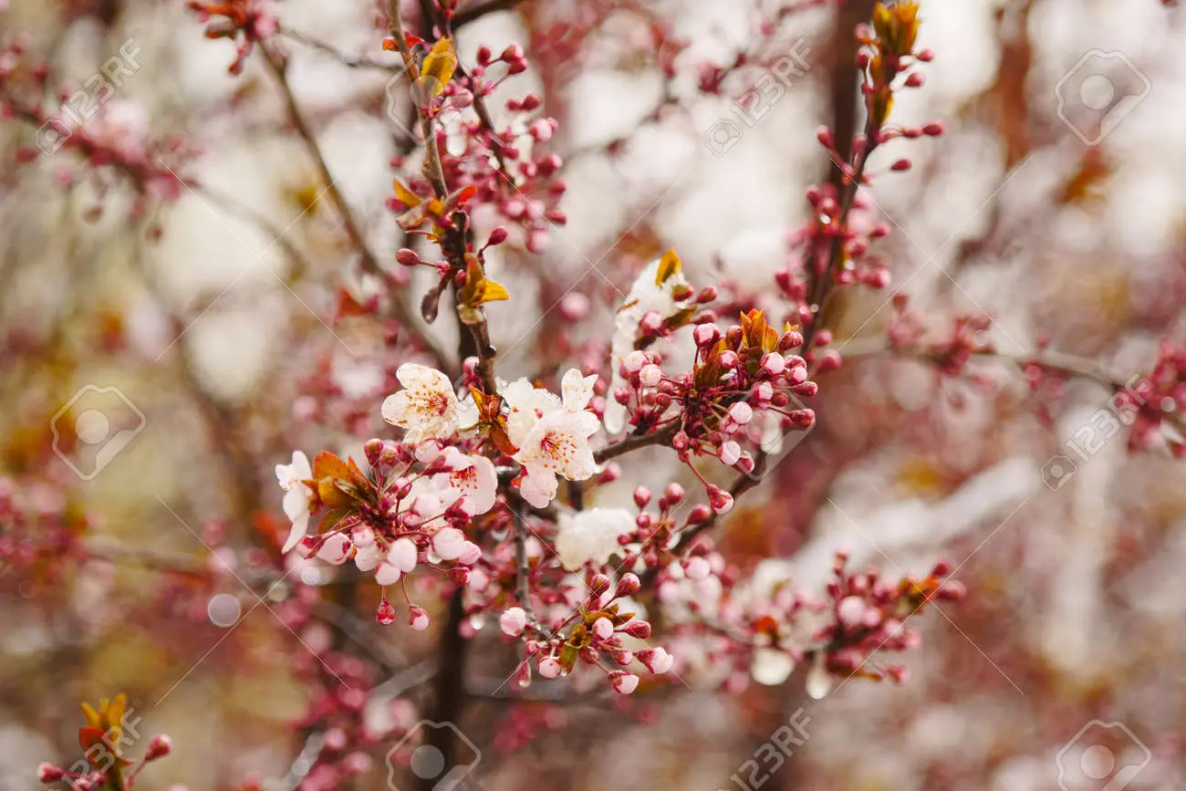 fiori albicocca - Quando inizia a fiorire l albicocco