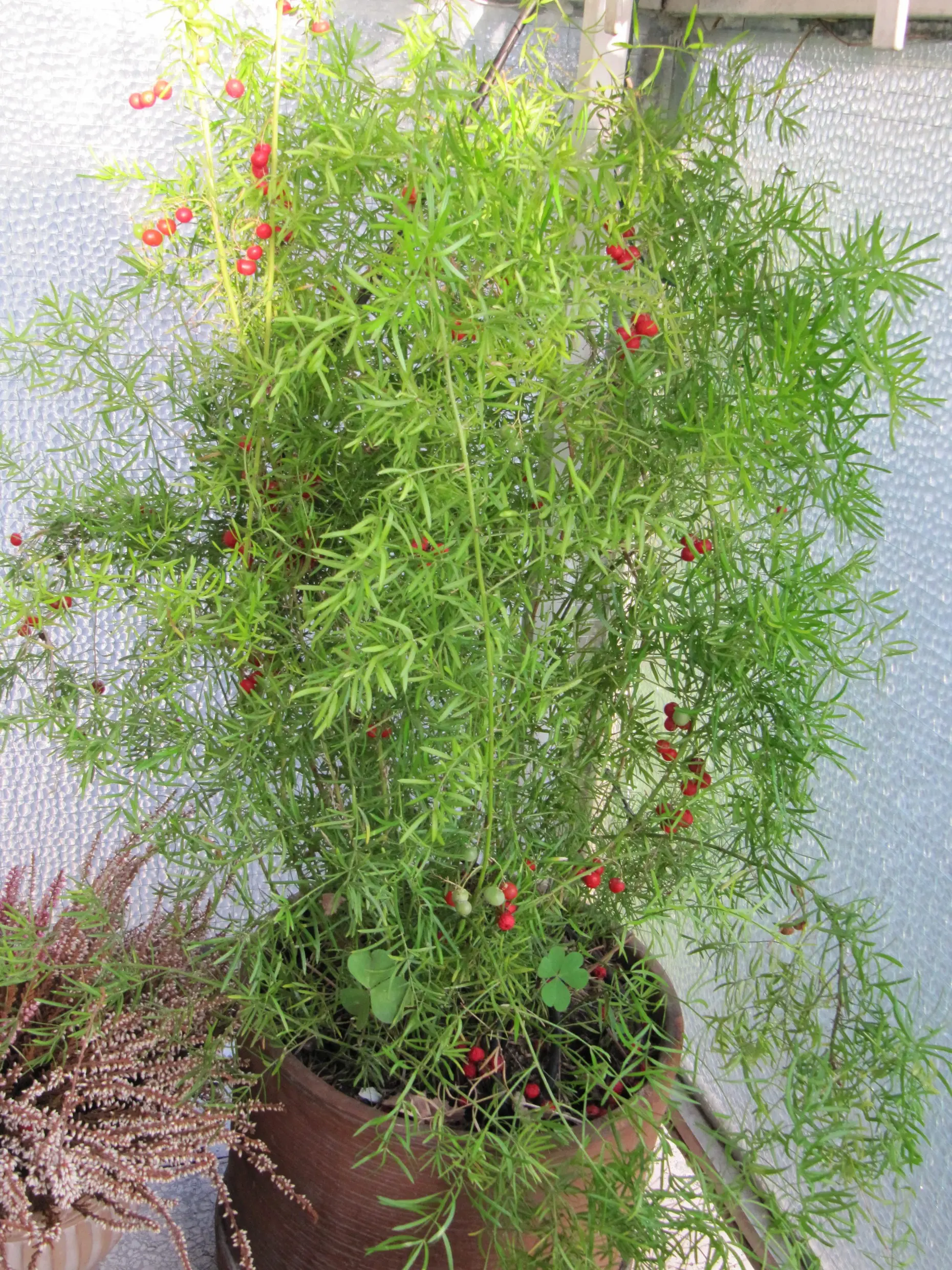 asparagina pianta fiori - Quando potare l Asparagina in vaso