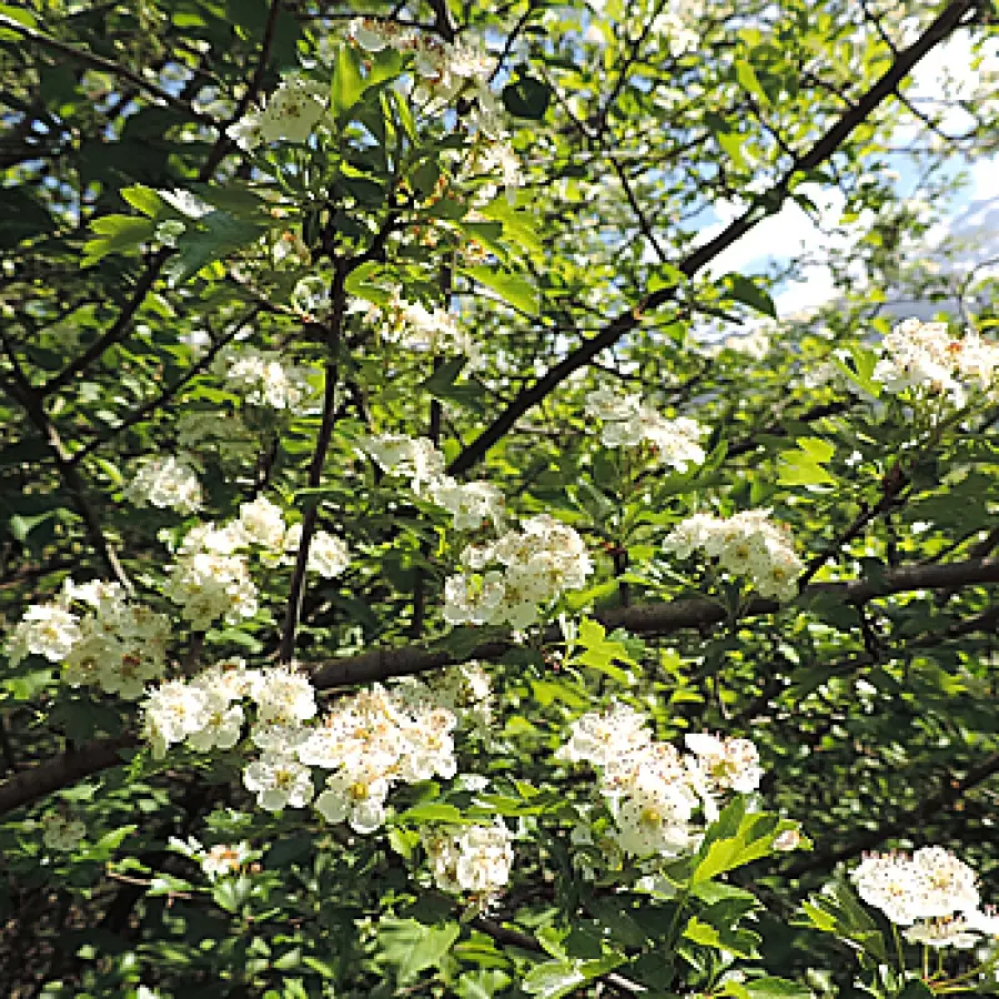 fiori di biancospino - Quando si raccolgono i fiori di biancospino