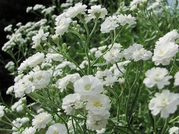 fiore della sposa pianta - Quando togliere il velo da sposa alle piante