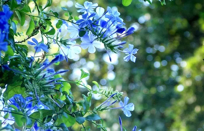rampicante fiori azzurri - Quante volte fiorisce il Plumbago