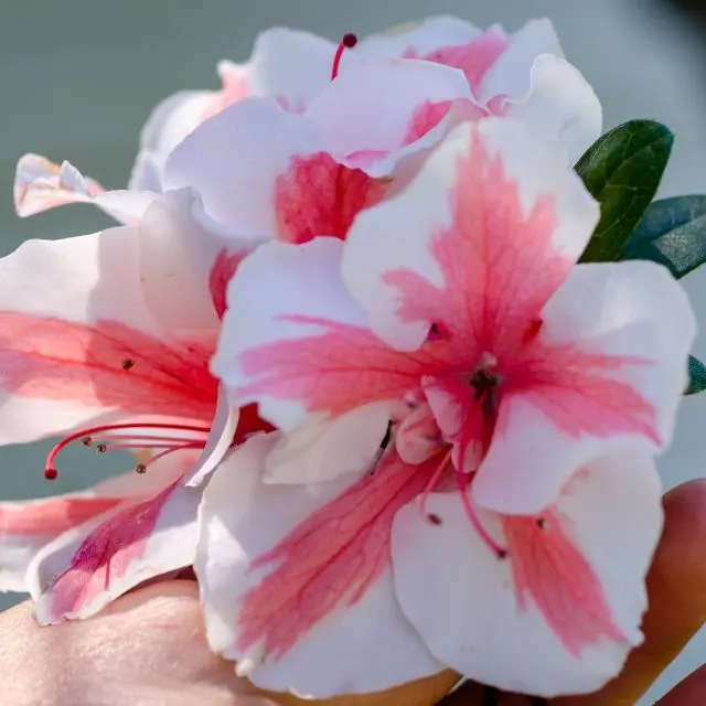 Azalea fiore: bellezza e buon augurio