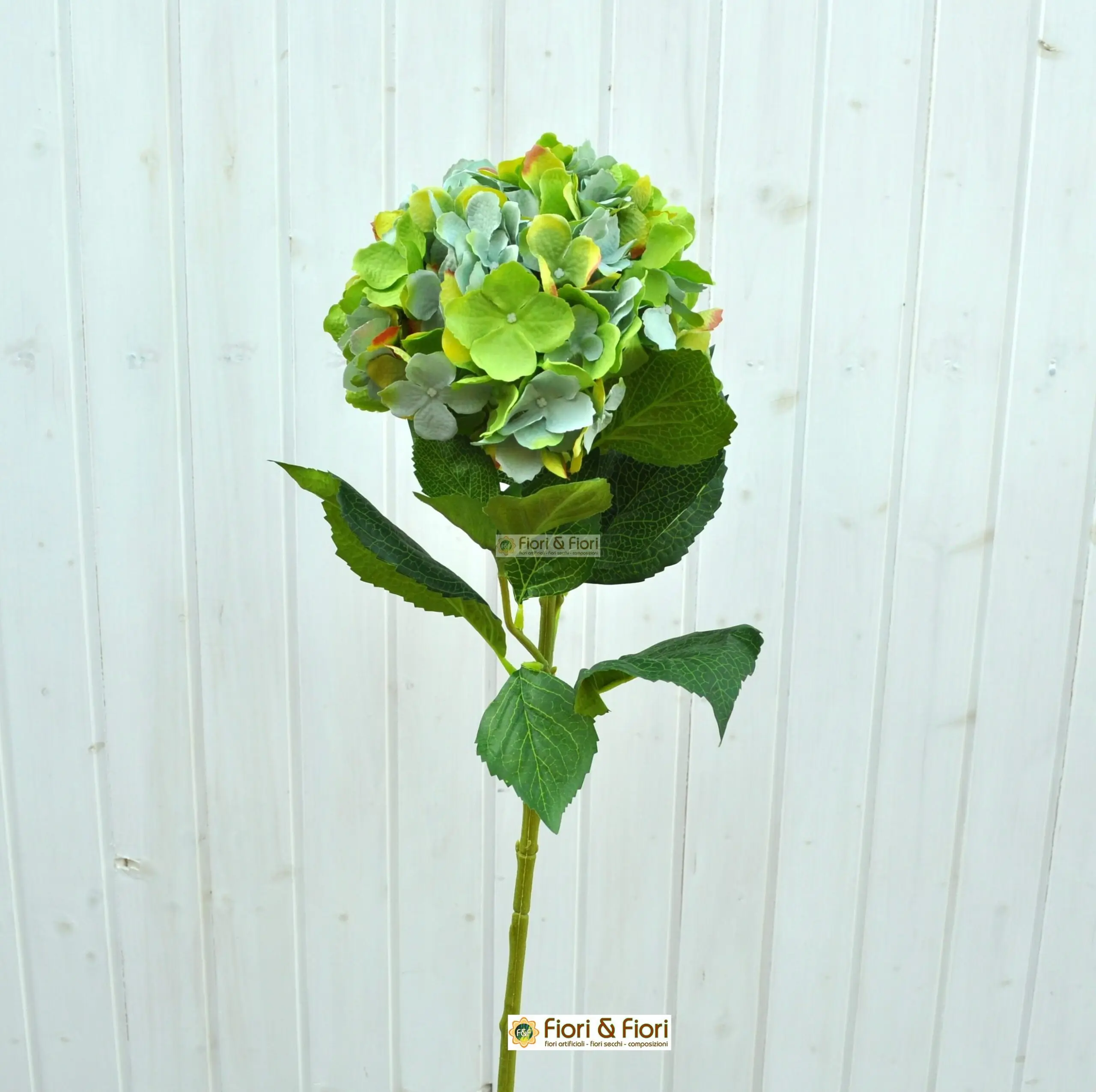 ortensia fiore verde - Quanti colori ha l ortensia