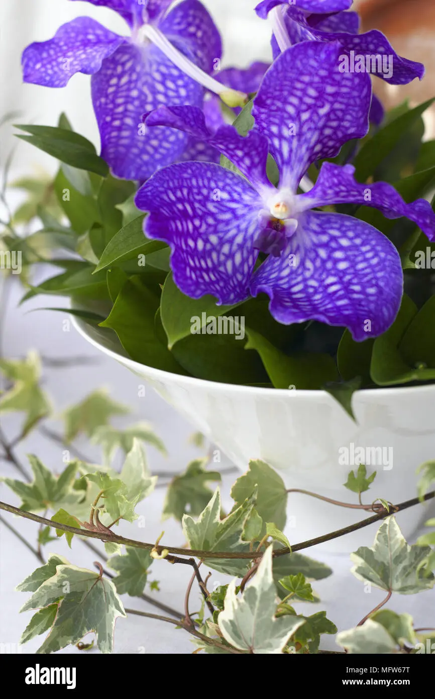 edera fiore viola - Quanti tipi di edera ci sono