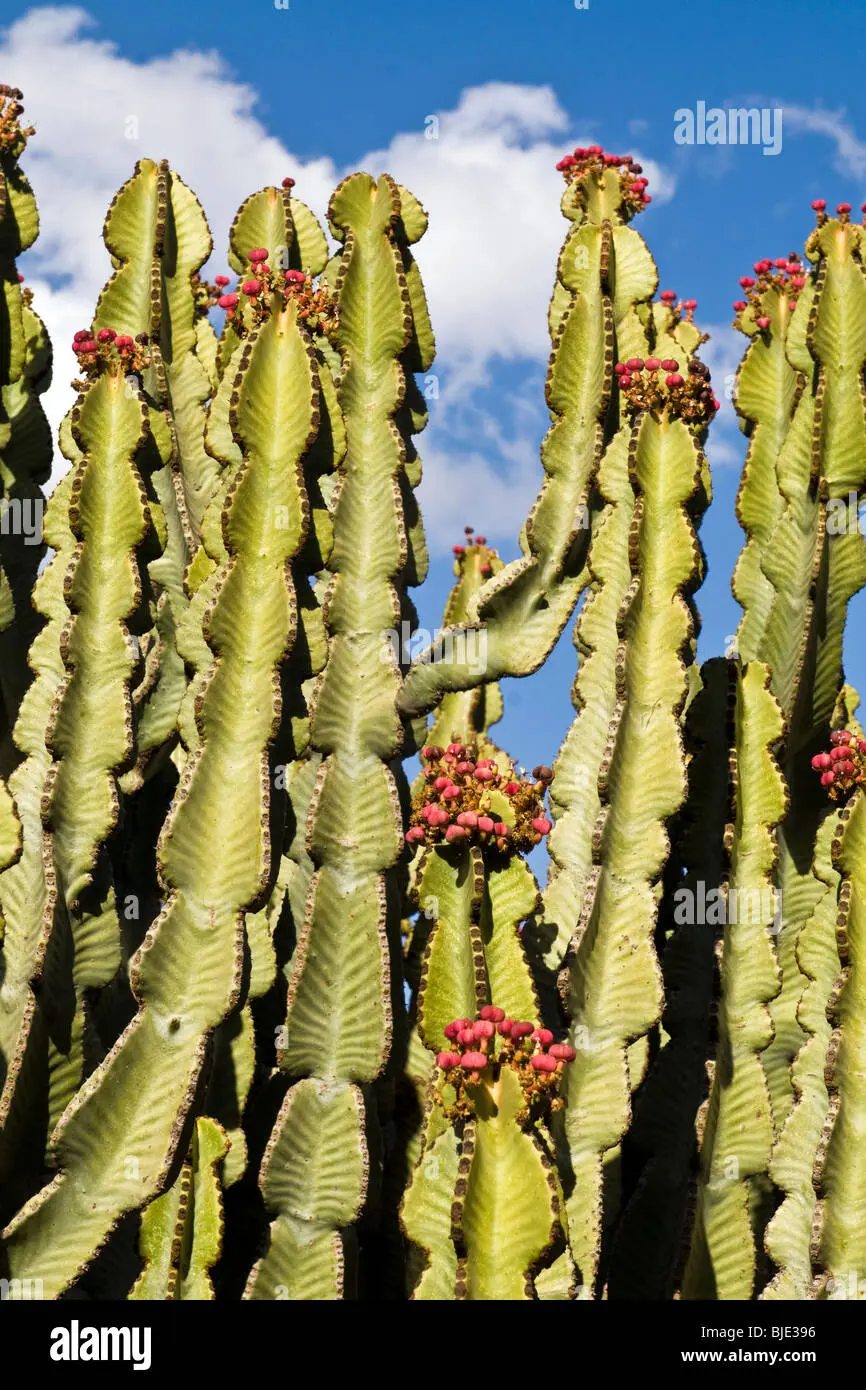 euphorbia eritrea fiore - Quanto bagnare Euphorbia