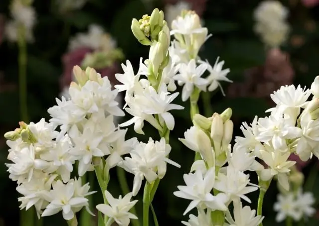 fiori tuberosa - Quanto costa tuberosa