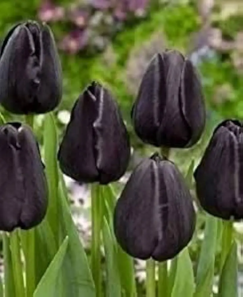tulipano nero fiore - Quanto costa un tulipano nero