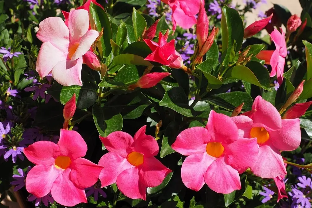 fiore dipladenia - Quanto dura la fioritura della Dipladenia