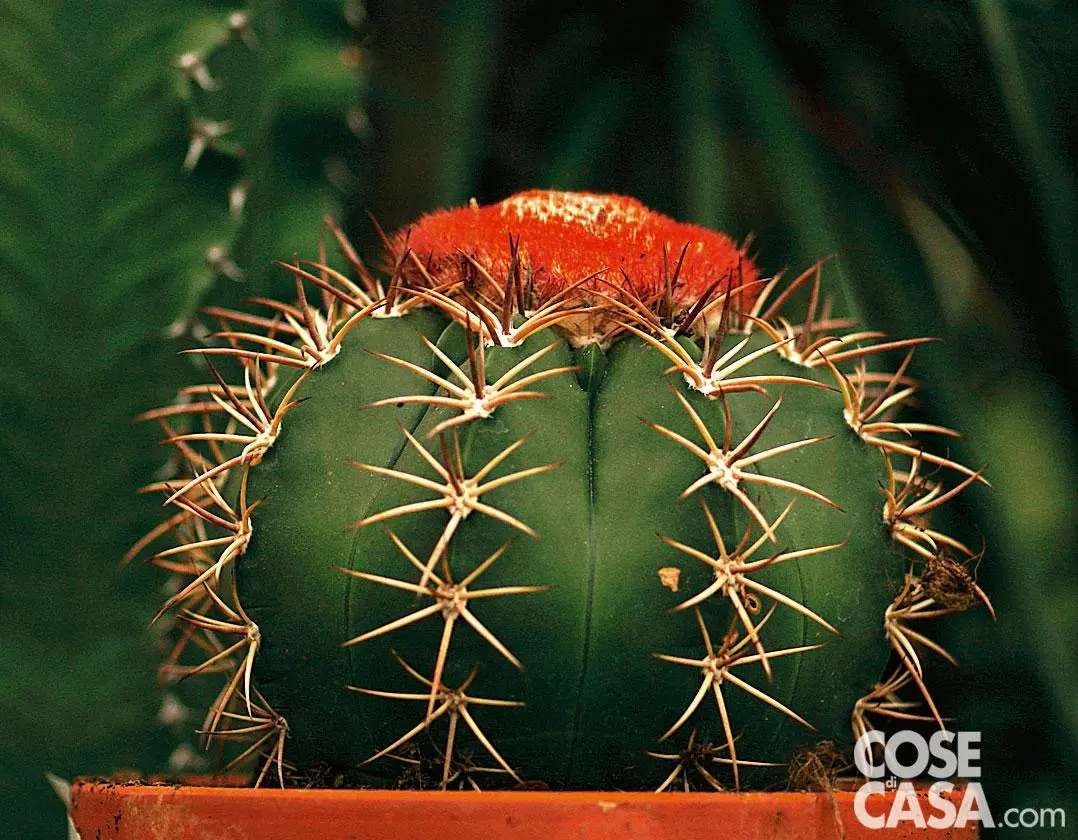 cactus a palla con fiori - Quanto durano i fiori della mammillaria