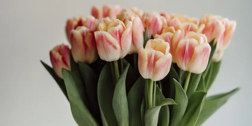fiori di tulipani - Quanto durano i tulipani in vaso