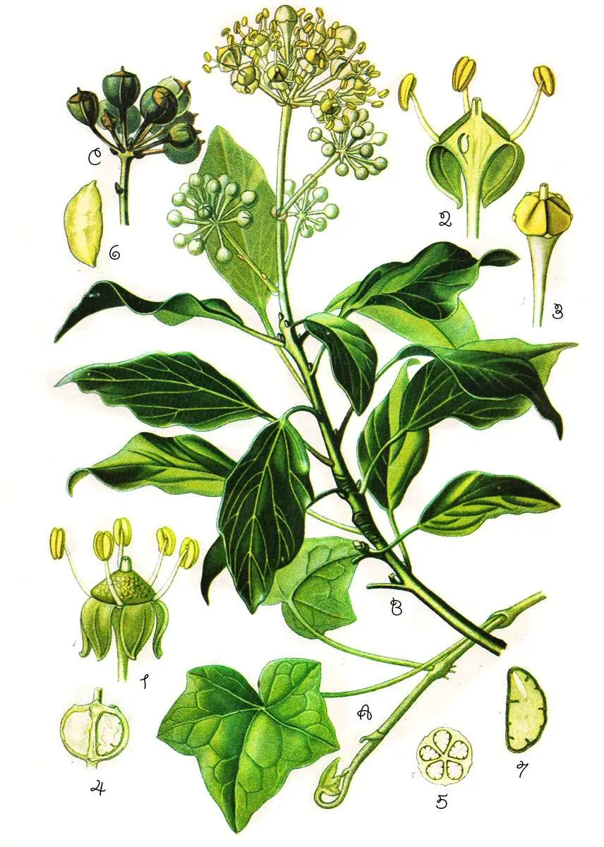 edera fiore - Quanto è velenosa l'edera