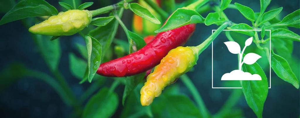 fiore peperoncino - Quanto passa dal fiore al peperoncino