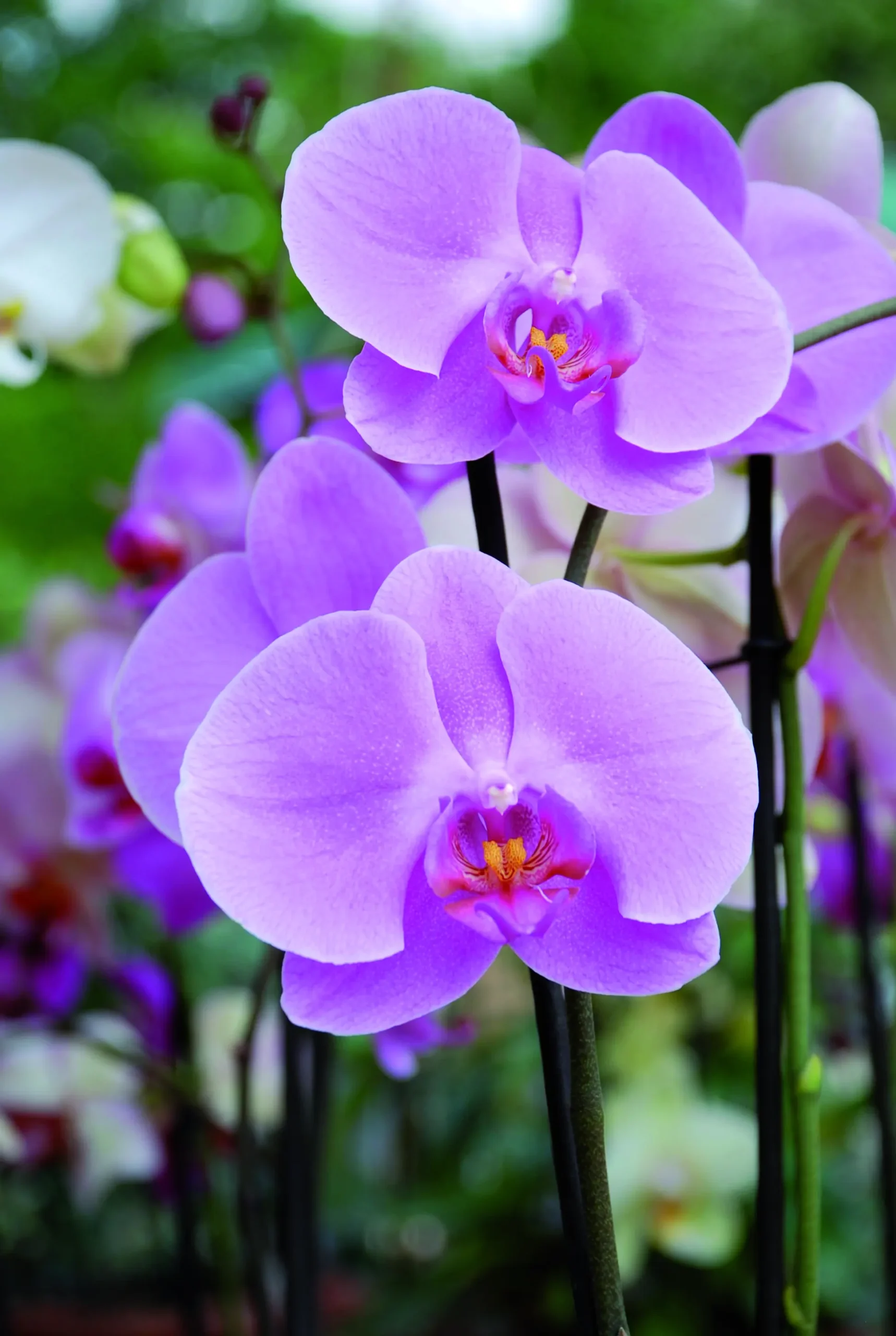 fiori di orchidea - Quanto possono durare i fiori di orchidea