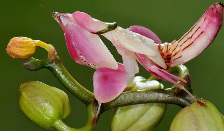 mantidi fiore - Quanto vive una mantide orchidea